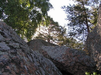 И на камнях растут деревья...