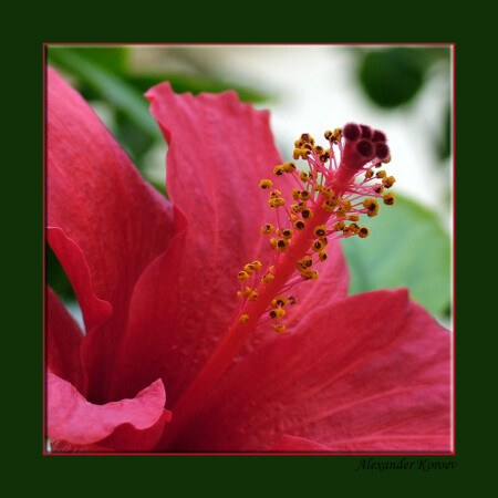 Red & green