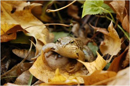 Улыбка Моны Лизы