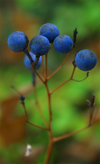 **BLUEBERRY**