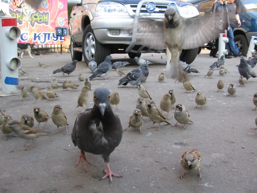 Птицы Москвы