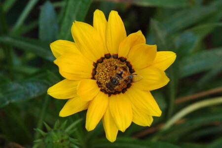 Житель планеты Солнце