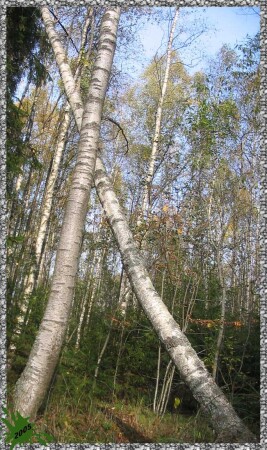 Берёзовая буква