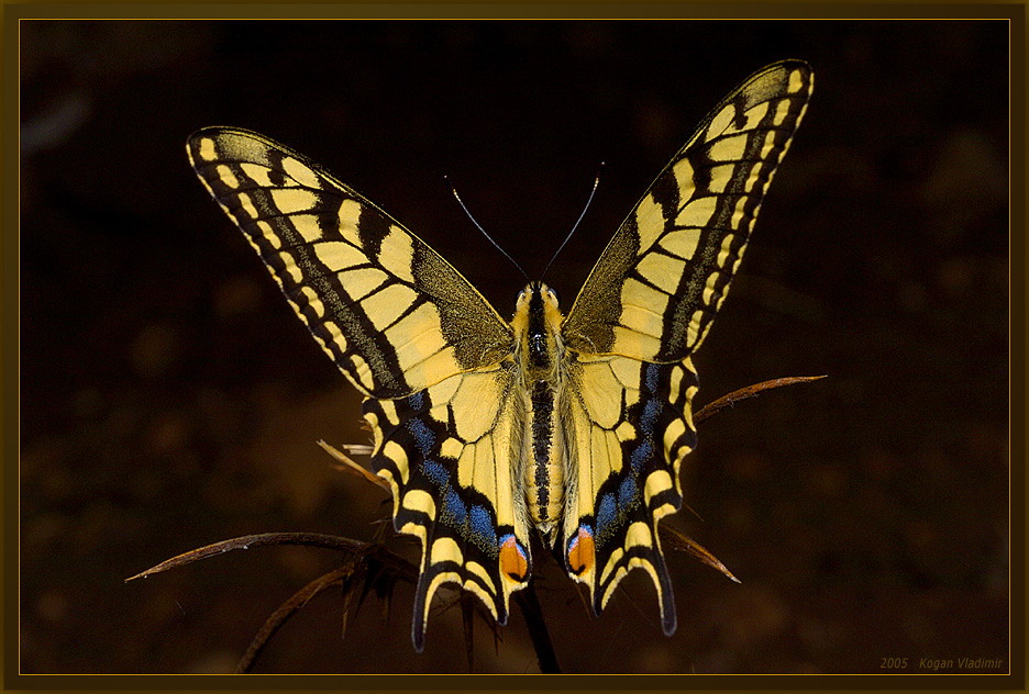 Butterfly 