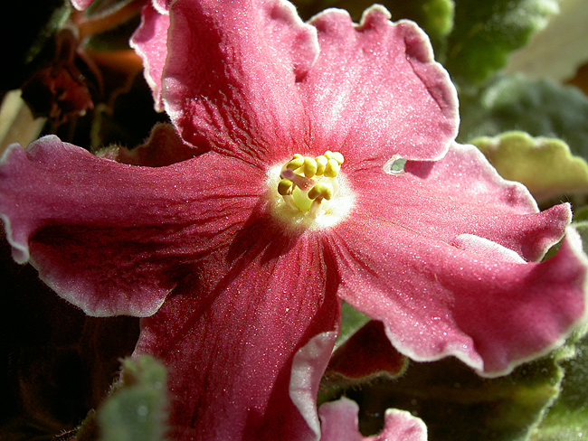 Sea Star