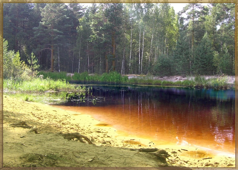 Озеро в сосновом бору