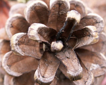 Detalj 1