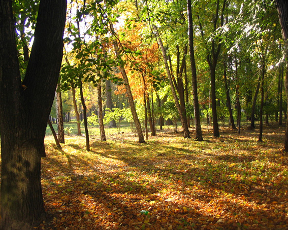 Осенний парк