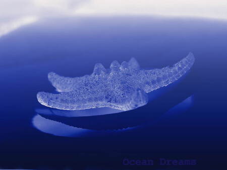 Ocean dreams