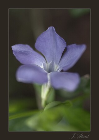 ц в е т о ч н ы й э т ю д #3