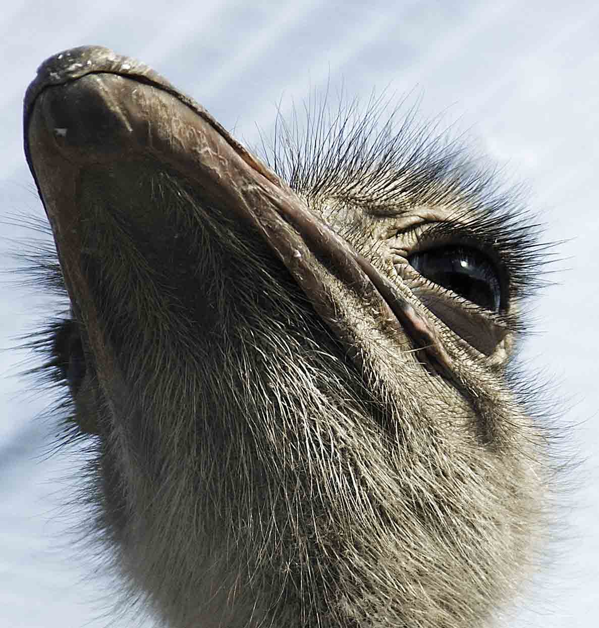 Смотрящий