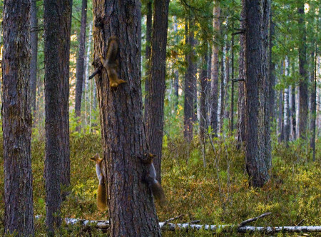 белки-салки