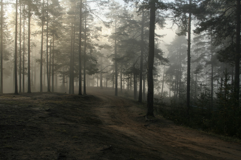 лесная дорога