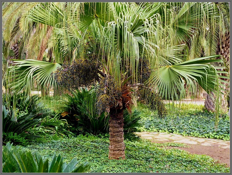Palm garden