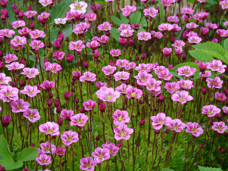 цветущий мох