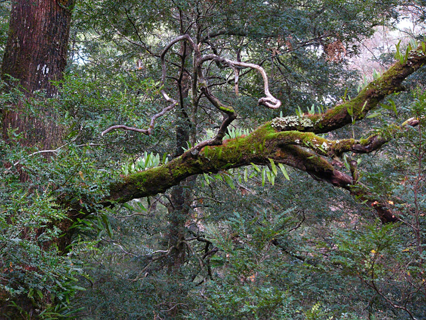 Rain Forest