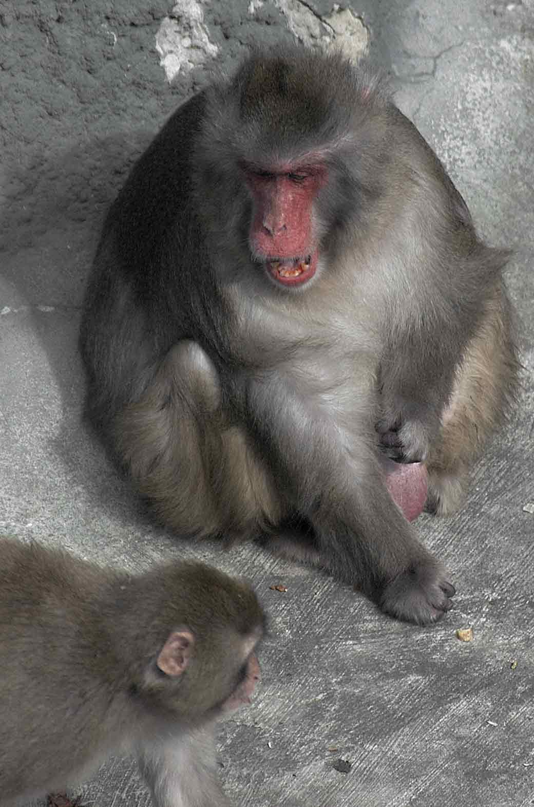 Не балуй