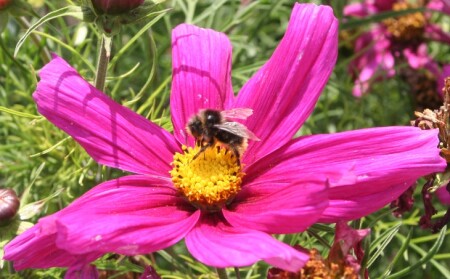 Пчелы мед собирали...