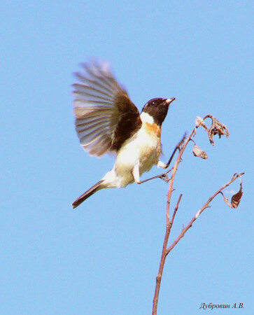 Держусь, держусь, держусь...