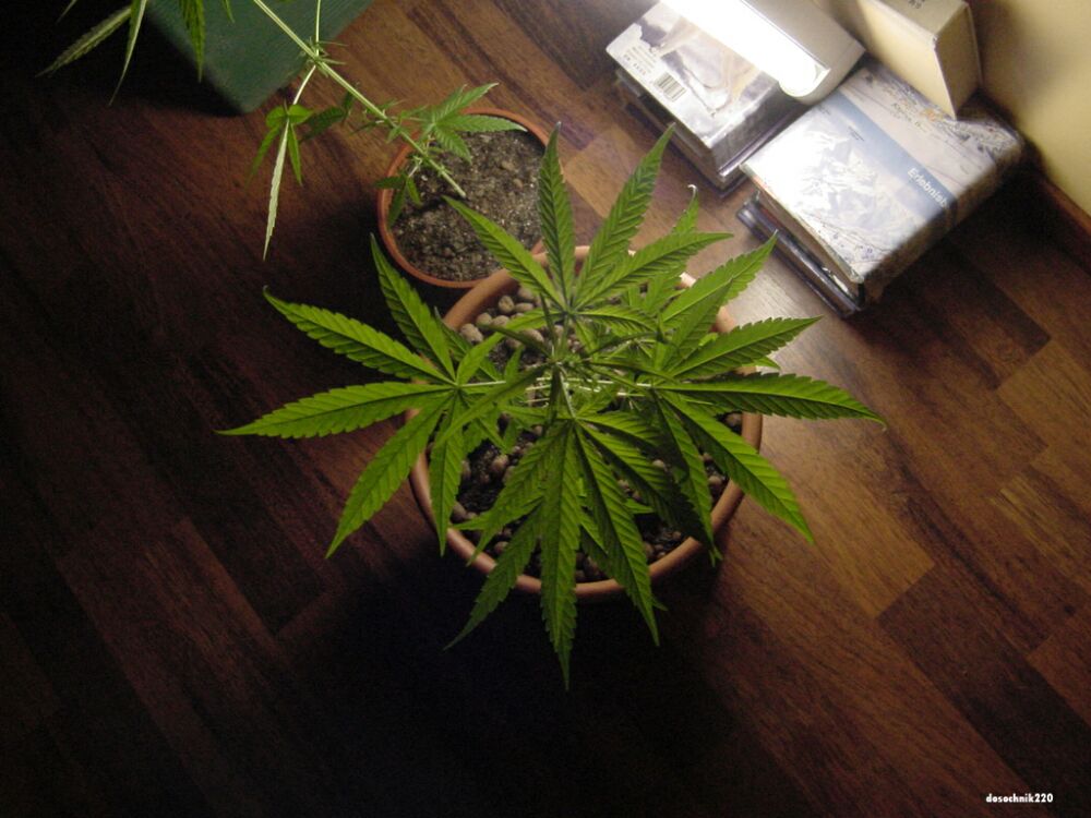 Ganja