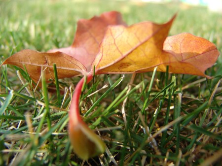 ЛИСТ. ПРОСТО ЛИСТ.