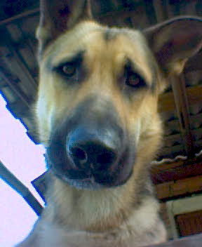 пес
