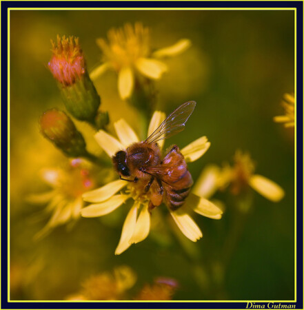 Maya The Honey Bee
