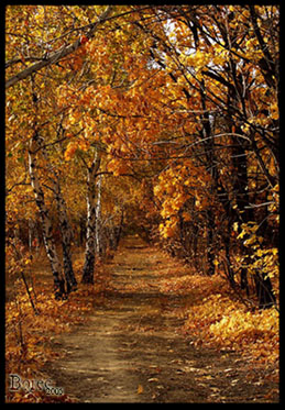 Дорожка в осень