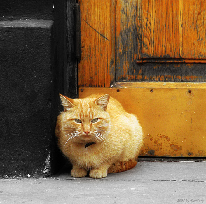 Мимикрия