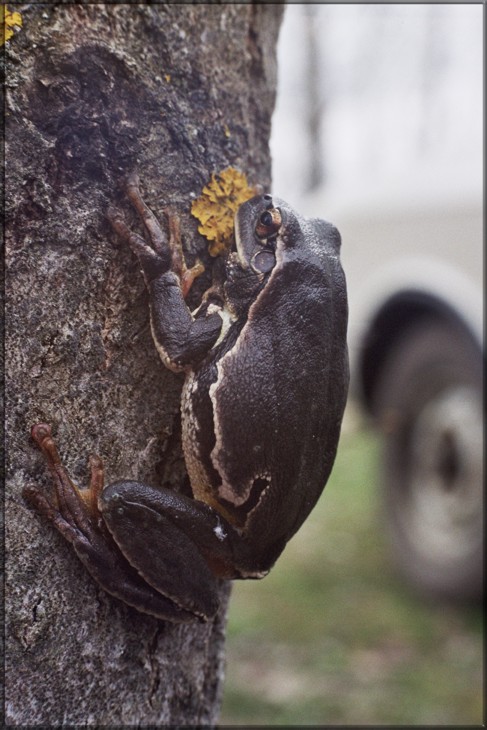 Hyla arborea
