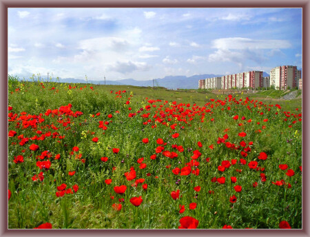 Алые маки Ашхабада