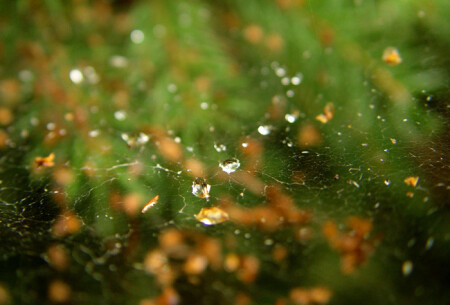 tiny universe
