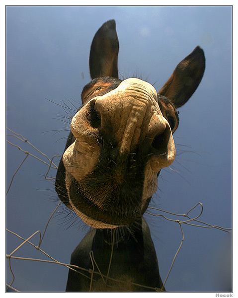 eMULE