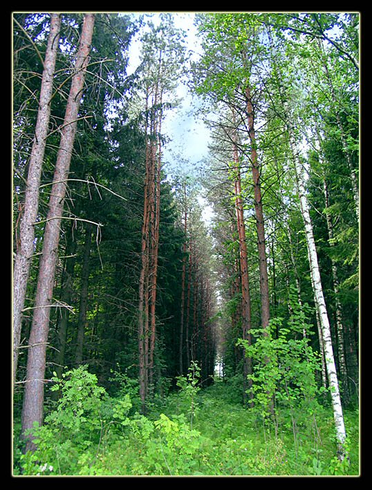 ..в лесу