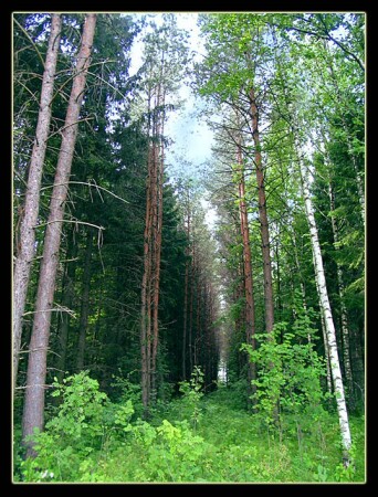 ..в лесу