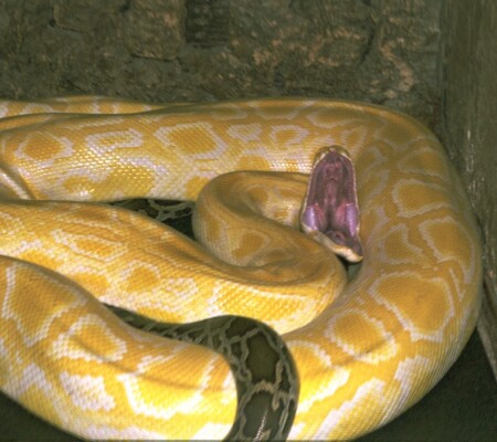 Подойдите ближе, бандерлоги