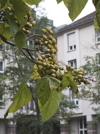 Осенний плод