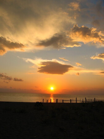 Коала - призрак