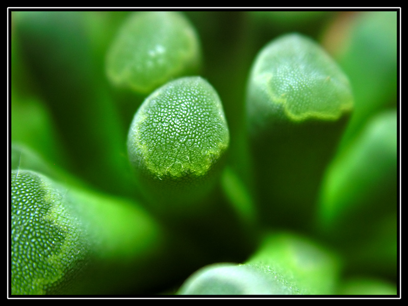 Frithia pulchra