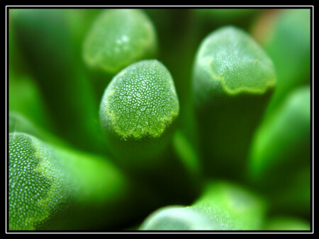 Frithia pulchra