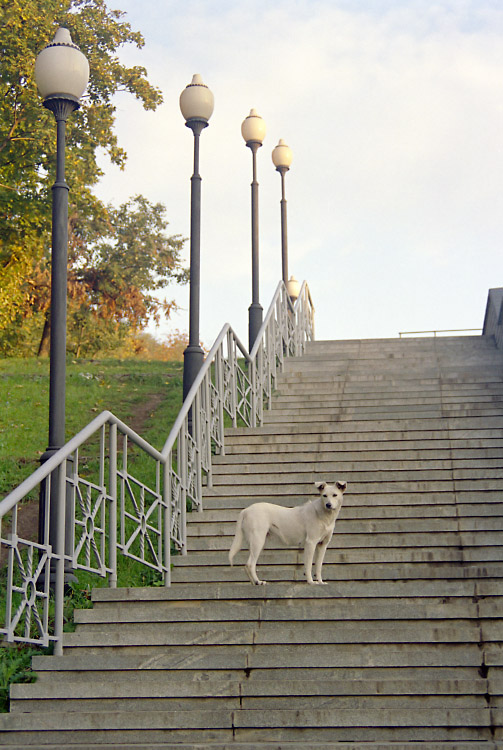 Лестница с фонарями и собакой