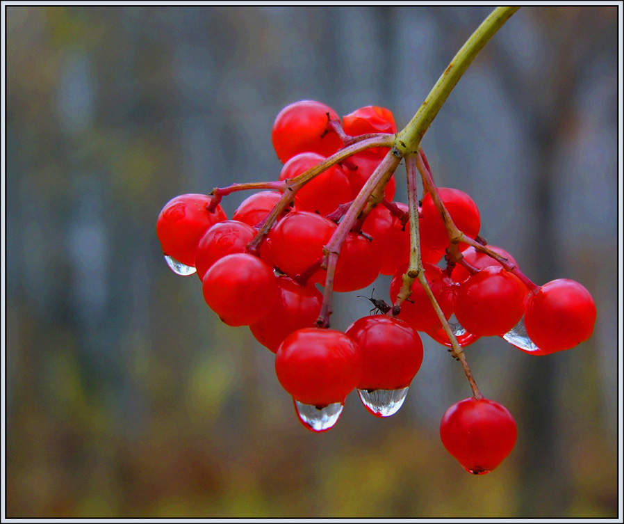 Мир в капле воды