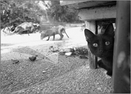 Котейко. кот и кошка