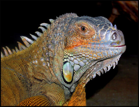 Эра дрaконов