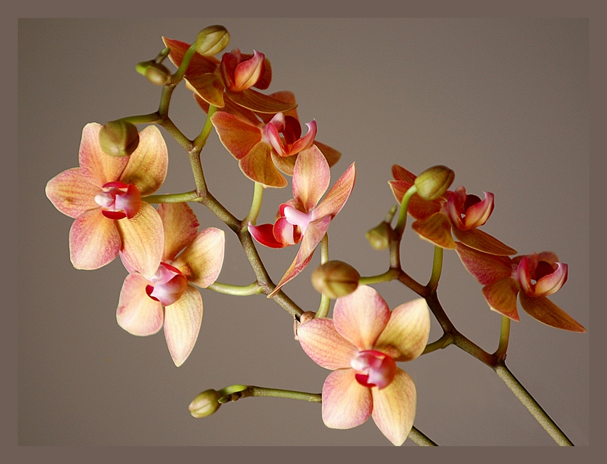 Orchids 
