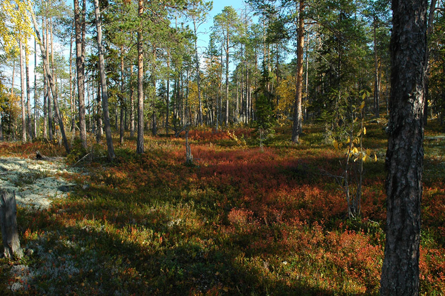 Краски леса