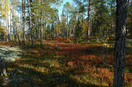 Краски леса
