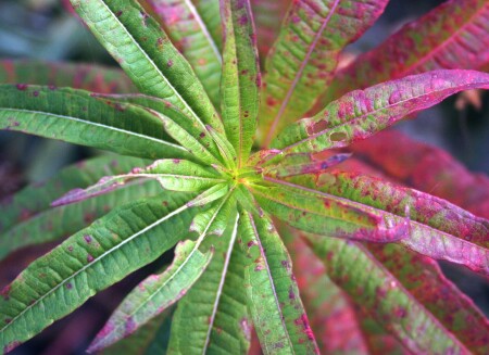 Осень.Цветок