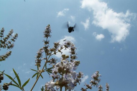 Полет шмеля