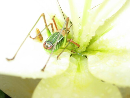 &amp;quot;насекомый&amp;quot;